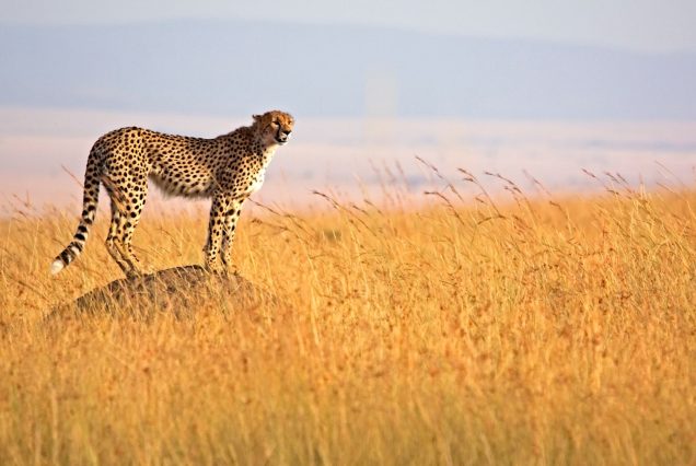 Africa-Kenya-Masai-Mara-Cheetah-on-termite-mound.jpg