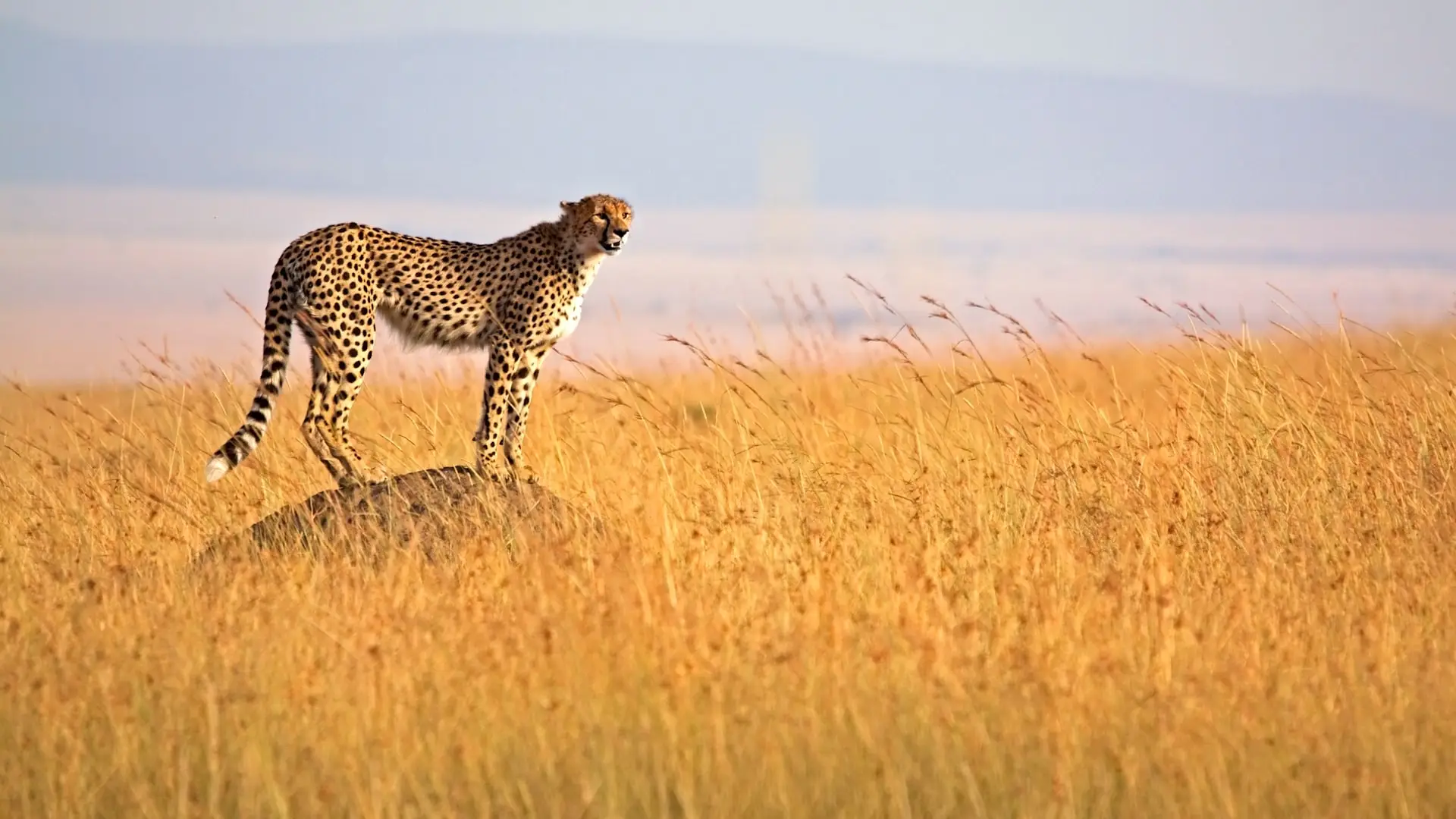The Maasai Mara, Kenya’s premier safari destination, offers iconic wildlife encounters, the Great Migration, and breathtaking landscapes within the heart of Maasai culture.