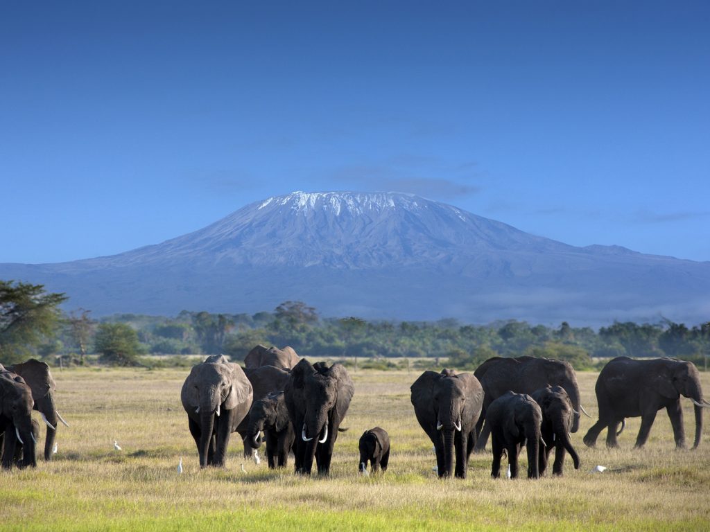 Amboseli National Park, set against the backdrop of Mount Kilimanjaro, offers iconic views and close encounters with large elephant herds, along with abundant wildlife and unique landscapes. Perfect for photographers and nature lovers! Amboseli National Park, nestled at the base of Africa’s tallest peak, Mount Kilimanjaro, is famous for its breathtaking landscapes and iconic elephant herds. This unique park offers some of the best wildlife viewing in Kenya, where elephants, lions, cheetahs, and giraffes roam freely across open plains, wetlands, and acacia woodlands. Known as the "Land of Giants," Amboseli provides spectacular photo opportunities with Kilimanjaro as a majestic backdrop. Ideal for wildlife enthusiasts and photographers, Amboseli delivers an unforgettable safari experience in one of Kenya's most scenic and cherished national parks. 
