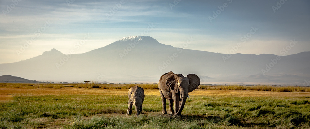 Amboseli National Park, set against the backdrop of Mount Kilimanjaro, offers iconic views and close encounters with large elephant herds, along with abundant wildlife and unique landscapes. Perfect for photographers and nature lovers! Amboseli National Park, nestled at the base of Africa’s tallest peak, Mount Kilimanjaro, is famous for its breathtaking landscapes and iconic elephant herds. This unique park offers some of the best wildlife viewing in Kenya, where elephants, lions, cheetahs, and giraffes roam freely across open plains, wetlands, and acacia woodlands. Known as the "Land of Giants," Amboseli provides spectacular photo opportunities with Kilimanjaro as a majestic backdrop. Ideal for wildlife enthusiasts and photographers, Amboseli delivers an unforgettable safari experience in one of Kenya's most scenic and cherished national parks. 