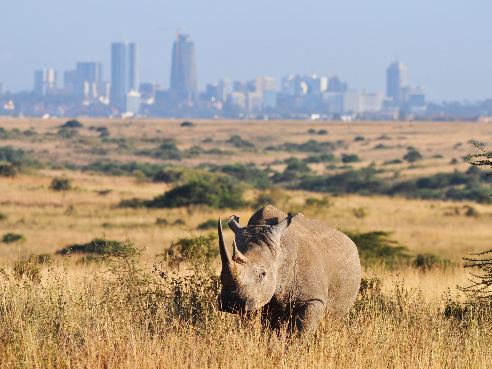 Nairobi National Park, the world’s only wildlife park within a capital city, offers iconic safari experiences with Kenya’s diverse wildlife against Nairobi’s skyline. Nairobi National Park is a unique gem—a vast, wild expanse located just minutes from Kenya’s bustling capital city, making it the world’s only national park bordering an urban center. Covering 117 square kilometers, the park offers a striking contrast as Kenya’s diverse wildlife roams freely against the backdrop of Nairobi’s city skyline. Visitors can witness iconic animals such as lions, giraffes, zebras, rhinos, and buffalo in their natural habitats, along with over 400 bird species that call the park home. One of Nairobi National Park's highlights is its black rhino sanctuary, a safe haven for one of the world’s most endangered species. The park’s diverse ecosystems—ranging from open savannah to acacia-dotted plains, wetlands, and riverine forests—provide unique opportunities for nature enthusiasts and photographers alike. It’s common to spot majestic big cats on the hunt or herds of herbivores grazing in the open, with Nairobi’s skyline forming a surreal and unforgettable backdrop. The park also offers visitors a range of experiences, from classic game drives and picnic sites to walking trails at the hippo pools and guided tours that dive into the area’s rich ecology. Nairobi National Park stands as a symbol of Kenya’s dedication to conservation, allowing wildlife to thrive at the edge of urban life. Perfect for both quick visits and in-depth explorations, the park is a must-see destination for anyone looking to experience Kenya’s remarkable wildlife without leaving the city.