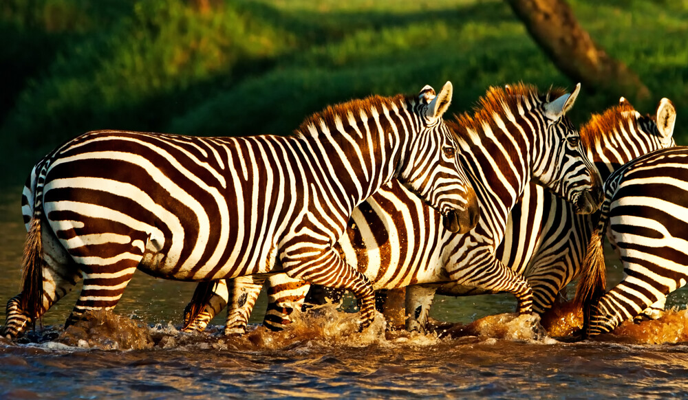 Lake Nakuru National Park, famous for its flocks of pink flamingos, offers breathtaking views, diverse wildlife, and scenic landscapes around the iconic soda lake. Lake Nakuru National Park, set around the world-renowned Lake Nakuru, is one of Kenya's premier safari destinations. Known for the mesmerizing sight of thousands of pink flamingos lining the lake’s shores, this park offers an unforgettable experience with its rich biodiversity and scenic beauty. Covering around 188 square kilometers, the park is a sanctuary for a variety of wildlife, including endangered black and white rhinos, lions, leopards, and herds of buffalo and zebra. Lake Nakuru itself is a shallow soda lake that supports a vibrant ecosystem of fish, algae, and birdlife, making it a paradise for birdwatchers with over 450 recorded species. The park’s landscapes are equally stunning, featuring acacia woodlands, bushy grasslands, and rocky cliffs that offer panoramic views of the lake and its surroundings. Highlights include the striking Baboon Cliff lookout point and Makalia Falls, which provide scenic spots for visitors to unwind and appreciate the beauty of the park. Beyond its natural beauty, Lake Nakuru National Park plays a crucial role in conservation. It is part of the Rhino Ark project and hosts dedicated rhino sanctuaries, which protect these majestic animals from poaching. Additionally, the park’s efforts to preserve habitats for endangered species make it a shining example of Kenya’s commitment to wildlife conservation. Whether you're captivated by flamingo-lined shores, the chance to spot rare animals, or simply the serene landscapes, Lake Nakuru National Park offers an immersive journey into the heart of Kenya’s natural wonders.