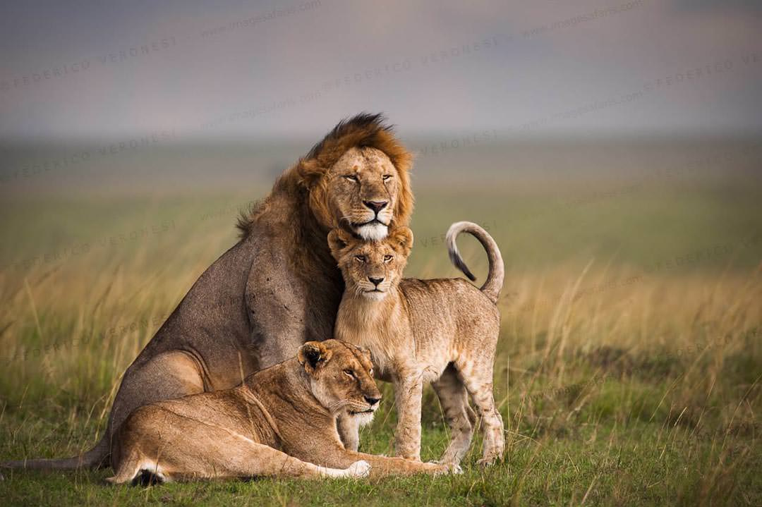 Why Travellers Must Visit the Masai Mara in Kenya

When you think of Africa, images of golden savannahs, majestic lions, and breathtaking sunsets immediately come to mind. Nowhere else embodies this image more vividly than the Masai Mara National Reserve in Kenya. This world-famous wildlife destination is not just another safari spot—it’s a once-in-a-lifetime experience that immerses visitors in the heart of nature’s grandest spectacle.
