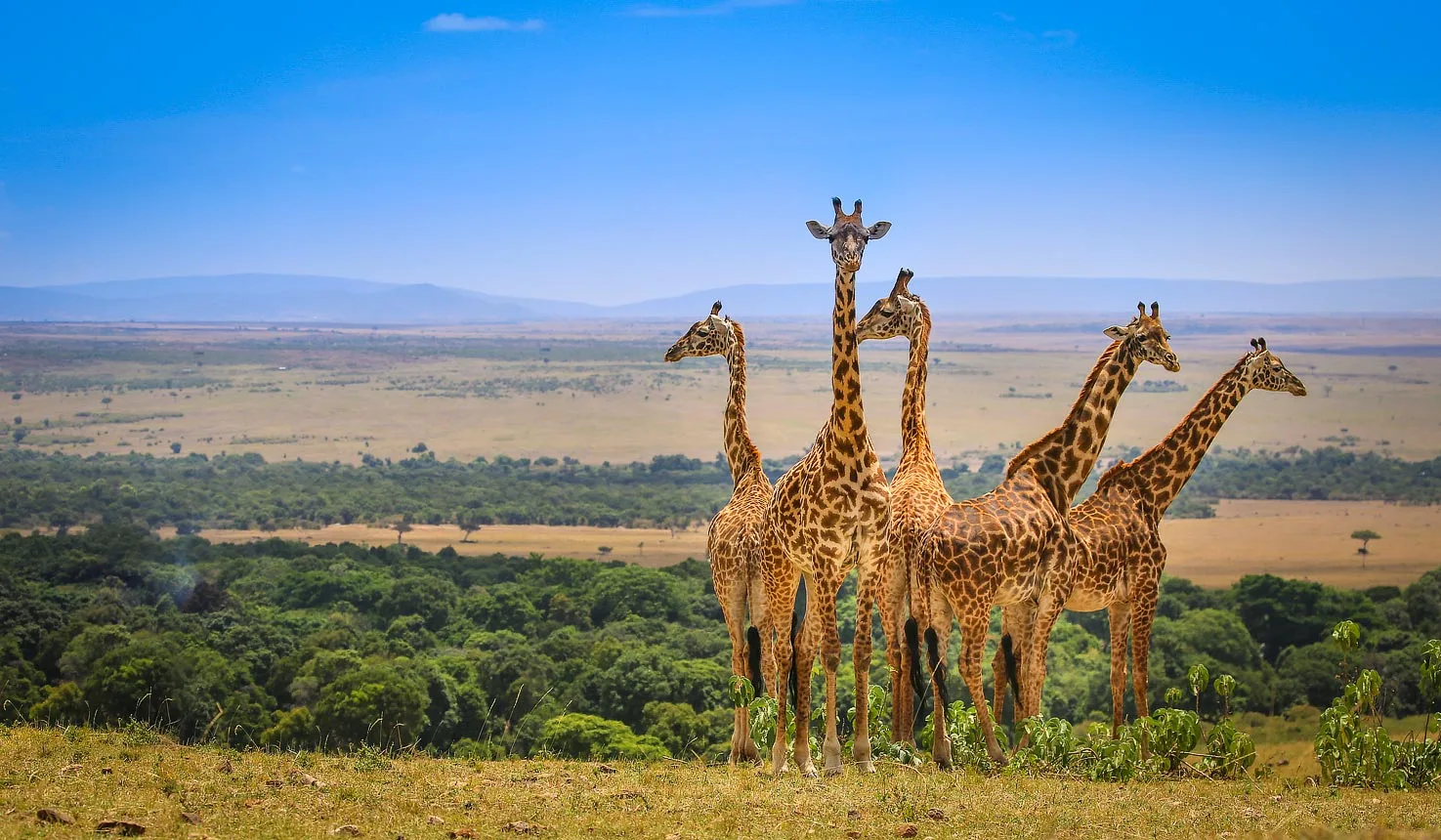 The Maasai Mara, Kenya’s premier safari destination, offers iconic wildlife encounters, the Great Migration, and breathtaking landscapes within the heart of Maasai culture. The Maasai Mara, often considered Africa’s ultimate safari destination, is renowned worldwide for its vast savannahs, extraordinary wildlife diversity, and the breathtaking annual Great Migration. Spanning 1,510 square kilometers, this reserve is home to the “Big Five”—lions, elephants, leopards, buffalo, and rhinos—as well as cheetahs, giraffes, and countless other species. Each year, from July to October, over a million wildebeest, zebras, and gazelles make their dramatic journey from Tanzania’s Serengeti into the Mara, attracting predators and creating one of nature’s most awe-inspiring spectacles. The Mara’s landscapes are a stunning blend of rolling plains, acacia woodlands, and riverine forests, crossed by the Mara River, where thrilling scenes of wildebeest crossings unfold. The reserve is also a paradise for birdwatchers, with over 500 bird species, including ostriches, vultures, and brightly colored bee-eaters. In addition to its remarkable wildlife, the Maasai Mara offers visitors a chance to experience Maasai culture firsthand. The Maasai people, who have coexisted with wildlife here for generations, welcome guests into their communities to share traditional practices, dances, and insights into their harmonious relationship with the land. From exhilarating game drives and hot air balloon safaris to cultural tours, the Maasai Mara provides an unparalleled safari experience in the heart of Kenya. It’s a place where nature’s raw beauty and wildlife’s untamed drama come alive, offering unforgettable memories of Africa’s wilderness and rich heritage. 