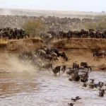 Why Travellers Must Visit the Masai Mara in Kenya When you think of Africa, images of golden savannahs, majestic lions, and breathtaking sunsets immediately come to mind. Nowhere else embodies this image more vividly than the Masai Mara National Reserve in Kenya. This world-famous wildlife destination is not just another safari spot—it’s a once-in-a-lifetime experience that immerses visitors in the heart of nature’s grandest spectacle.