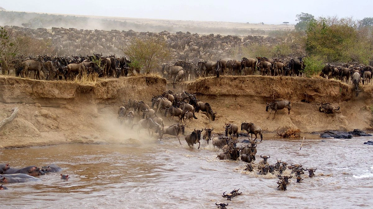 Why Travellers Must Visit the Masai Mara in Kenya When you think of Africa, images of golden savannahs, majestic lions, and breathtaking sunsets immediately come to mind. Nowhere else embodies this image more vividly than the Masai Mara National Reserve in Kenya. This world-famous wildlife destination is not just another safari spot—it’s a once-in-a-lifetime experience that immerses visitors in the heart of nature’s grandest spectacle.