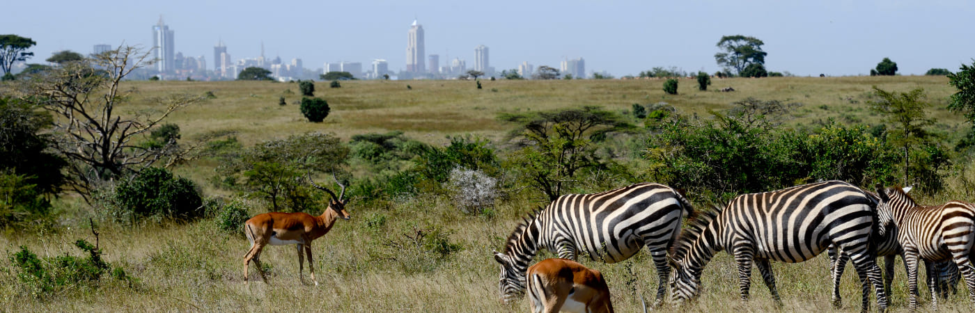 Nairobi National Park, the world’s only wildlife park within a capital city, offers iconic safari experiences with Kenya’s diverse wildlife against Nairobi’s skyline. Nairobi National Park is a unique gem—a vast, wild expanse located just minutes from Kenya’s bustling capital city, making it the world’s only national park bordering an urban center. Covering 117 square kilometers, the park offers a striking contrast as Kenya’s diverse wildlife roams freely against the backdrop of Nairobi’s city skyline. Visitors can witness iconic animals such as lions, giraffes, zebras, rhinos, and buffalo in their natural habitats, along with over 400 bird species that call the park home. One of Nairobi National Park's highlights is its black rhino sanctuary, a safe haven for one of the world’s most endangered species. The park’s diverse ecosystems—ranging from open savannah to acacia-dotted plains, wetlands, and riverine forests—provide unique opportunities for nature enthusiasts and photographers alike. It’s common to spot majestic big cats on the hunt or herds of herbivores grazing in the open, with Nairobi’s skyline forming a surreal and unforgettable backdrop. The park also offers visitors a range of experiences, from classic game drives and picnic sites to walking trails at the hippo pools and guided tours that dive into the area’s rich ecology. Nairobi National Park stands as a symbol of Kenya’s dedication to conservation, allowing wildlife to thrive at the edge of urban life. Perfect for both quick visits and in-depth explorations, the park is a must-see destination for anyone looking to experience Kenya’s remarkable wildlife without leaving the city.