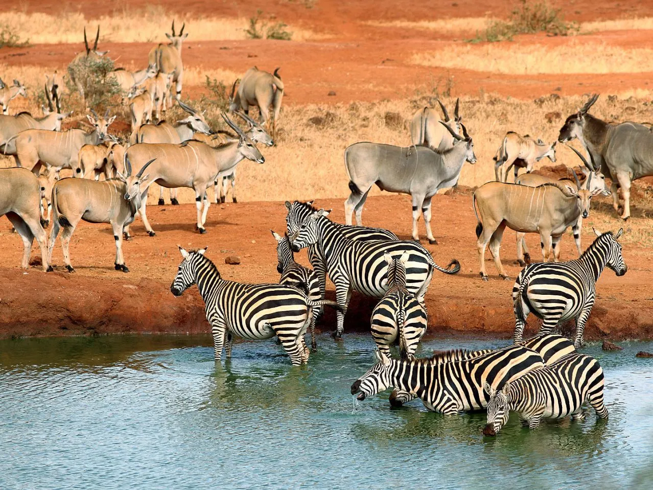 Tsavo, Kenya’s largest national park, offers stunning landscapes, red-elephant herds, and diverse wildlife in a rugged, untamed wilderness. Tsavo is one of Kenya’s premier safari destinations and the largest national park, split into Tsavo East and Tsavo West. Known for its striking red soil and iconic “red elephants” that bathe in the dust, Tsavo offers an unforgettable, raw wilderness experience. The vast, diverse terrain ranges from semi-arid plains to volcanic hills, rivers, waterfalls, and lush oases, creating habitats for abundant wildlife, including lions, leopards, cheetahs, rhinos, and giraffes. Tsavo East is celebrated for its wide open spaces and spectacular sightings of large elephant herds against the dramatic landscapes. Visitors often explore the Yatta Plateau, one of the world's longest lava flows, and Lugard Falls, a stunning cascade along the Galana River. Tsavo West, on the other hand, is renowned for Mzima Springs, where crystal-clear waters support hippos and crocodiles in an idyllic setting. The park also boasts Ngulia Rhino Sanctuary, a vital refuge for endangered black rhinos, and offers incredible vistas of Mount Kilimanjaro on clear days. For those seeking both adventure and solitude, Tsavo provides an immersive safari experience in an untamed, beautiful wilderness. From game drives and nature walks to bird watching and guided tours of cultural sites, Tsavo is a place of awe-inspiring landscapes, rare wildlife encounters, and unforgettable moments in Kenya’s great outdoors.