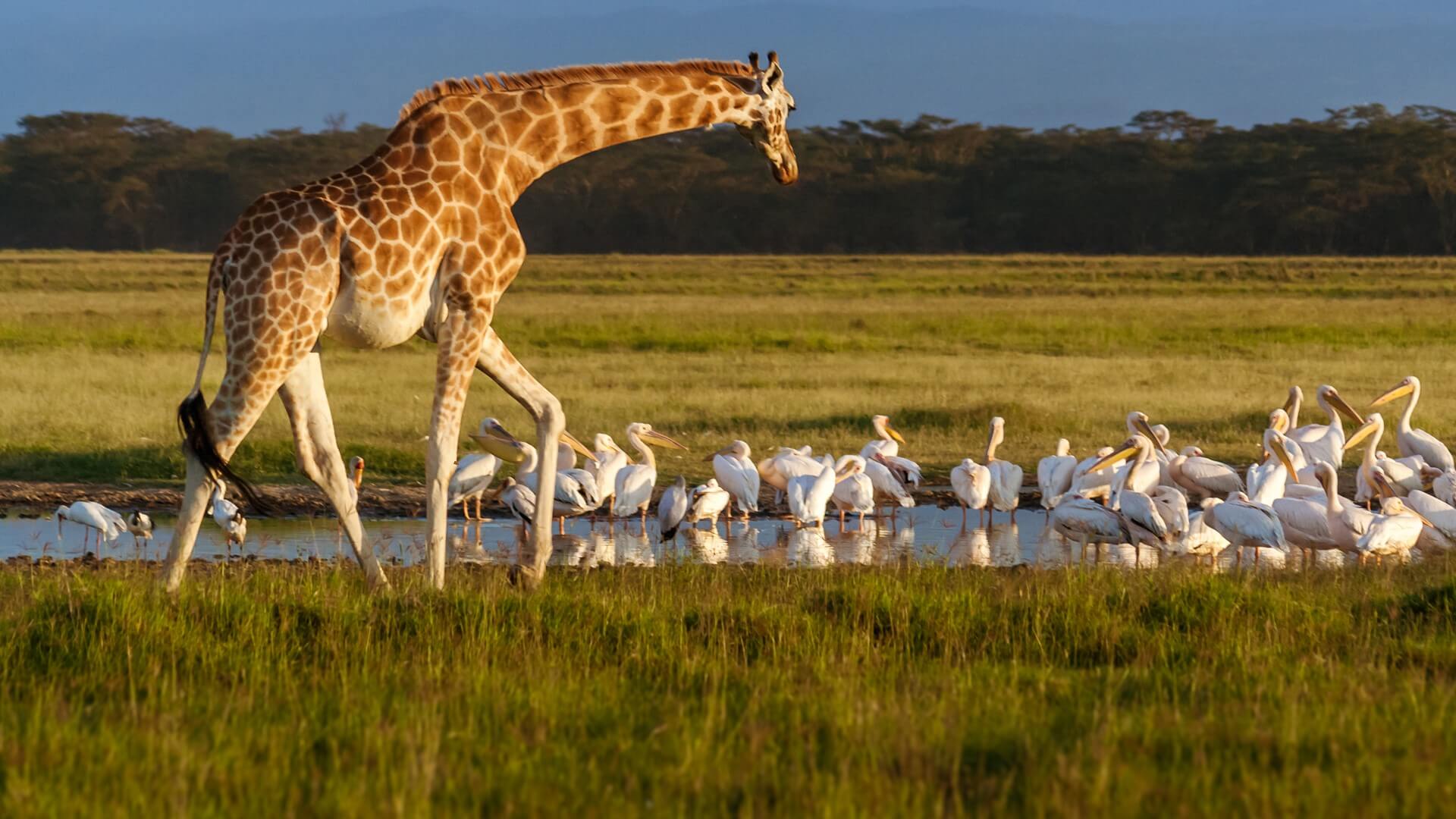 Lake Nakuru National Park, famous for its flocks of pink flamingos, offers breathtaking views, diverse wildlife, and scenic landscapes around the iconic soda lake. Lake Nakuru National Park, set around the world-renowned Lake Nakuru, is one of Kenya's premier safari destinations. Known for the mesmerizing sight of thousands of pink flamingos lining the lake’s shores, this park offers an unforgettable experience with its rich biodiversity and scenic beauty. Covering around 188 square kilometers, the park is a sanctuary for a variety of wildlife, including endangered black and white rhinos, lions, leopards, and herds of buffalo and zebra. Lake Nakuru itself is a shallow soda lake that supports a vibrant ecosystem of fish, algae, and birdlife, making it a paradise for birdwatchers with over 450 recorded species. The park’s landscapes are equally stunning, featuring acacia woodlands, bushy grasslands, and rocky cliffs that offer panoramic views of the lake and its surroundings. Highlights include the striking Baboon Cliff lookout point and Makalia Falls, which provide scenic spots for visitors to unwind and appreciate the beauty of the park. Beyond its natural beauty, Lake Nakuru National Park plays a crucial role in conservation. It is part of the Rhino Ark project and hosts dedicated rhino sanctuaries, which protect these majestic animals from poaching. Additionally, the park’s efforts to preserve habitats for endangered species make it a shining example of Kenya’s commitment to wildlife conservation. Whether you're captivated by flamingo-lined shores, the chance to spot rare animals, or simply the serene landscapes, Lake Nakuru National Park offers an immersive journey into the heart of Kenya’s natural wonders.