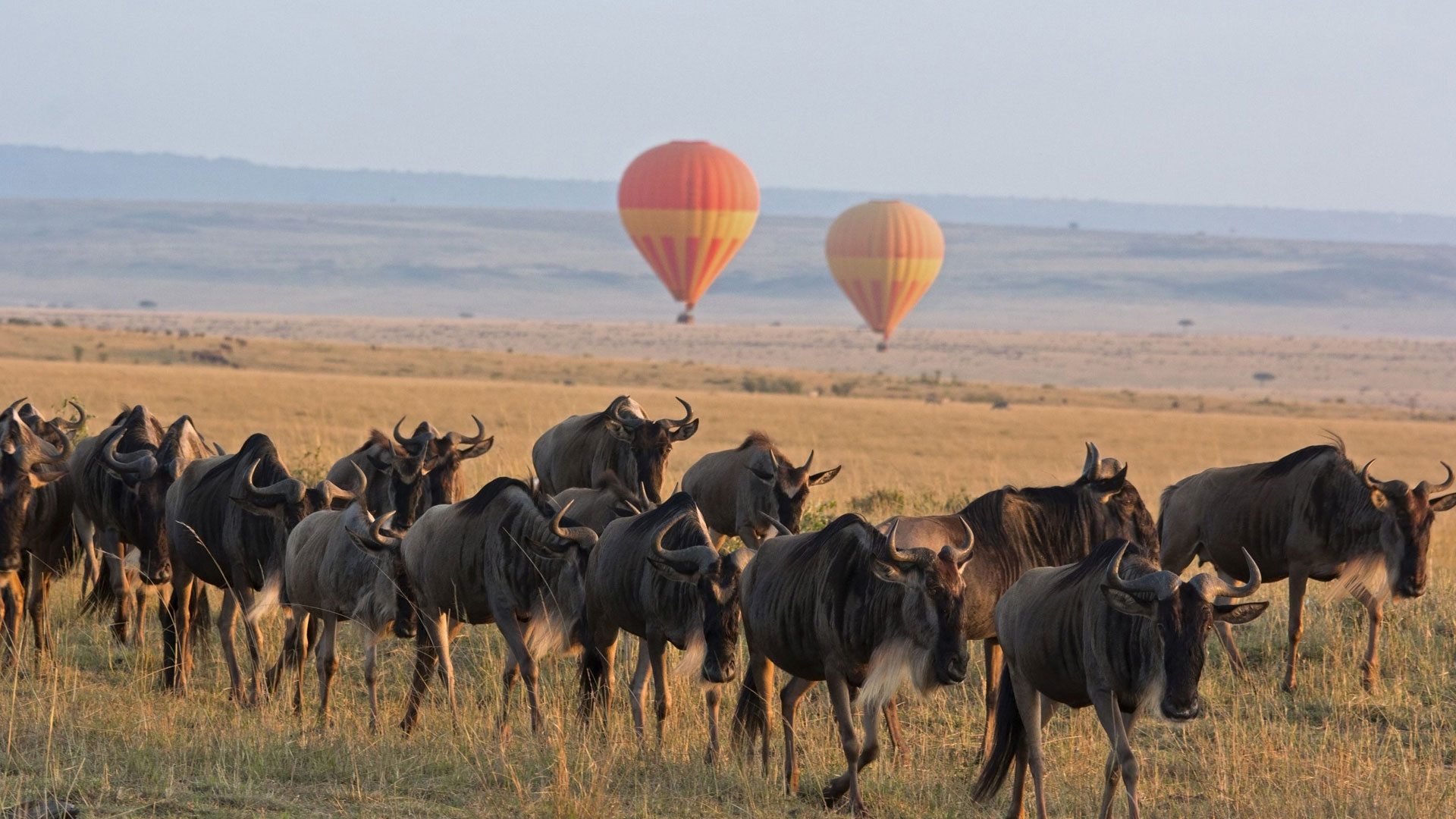 Safari Trip Ideas in Tanzania: Explore the Heart of Africa with Mali Kale Safaris

Tanzania, often called the jewel of East Africa, is one of the most sought-after safari destinations in the world. Home to the legendary Serengeti, Mount Kilimanjaro, and the pristine beaches of Zanzibar, Tanzania offers an unparalleled blend of wildlife, culture, and adventure. Whether you are a first-time traveler or a seasoned safari enthusiast, Tanzania promises a safari experience like no other. At Mali Kale Safaris, we specialize in crafting personalized safari trips that ensure you explore Tanzania’s wonders in style, comfort, and adventure. Visit our website https://malikale.co.ke
 to plan your next unforgettable journey.

1. Serengeti National Park: Witness the Great Migration

No safari in Tanzania is complete without visiting the Serengeti National Park. Renowned worldwide for the Great Migration, this UNESCO World Heritage site hosts over a million wildebeests, hundreds of thousands of zebras, and an array of predators in an epic seasonal spectacle.

With Mali Kale Safaris, you can experience Serengeti through a range of options—from luxury tented camps to budget-friendly lodges. Our guided game drives maximize your chances of seeing lions, cheetahs, and elephants in their natural habitat. Early morning or sunset game drives provide stunning photography opportunities, while hot-air balloon safaris offer a bird’s-eye view of the endless plains.

Safari Tip: For the best wildlife sightings, visit between June and October when the migration is in full swing.

2. Ngorongoro Crater: Africa’s Natural Wonder

The Ngorongoro Conservation Area is home to the world-famous Ngorongoro Crater, a massive volcanic caldera teeming with wildlife. Imagine descending into this natural amphitheater to spot lions lounging under acacia trees, rhinos grazing peacefully, or hippos wallowing in crater lakes.

At Mali Kale Safaris, we design tailored itineraries that combine Ngorongoro with nearby attractions like Lake Manyara, known for its tree-climbing lions and flamingo-filled shores. Our knowledgeable guides provide insights into local Maasai culture, making your safari experience both educational and memorable.

Safari Tip: Spend at least two days in the Ngorongoro area to truly enjoy game drives and cultural interactions.

3. Tarangire National Park: Elephant Paradise

If witnessing large herds of elephants in their natural habitat excites you, Tarangire National Park is a must-visit. Located in northern Tanzania, this park is famous for its majestic baobab trees and massive elephant populations.

With Mali Kale Safaris, we offer guided tours during the dry season (June to October) when wildlife congregates around Tarangire River. Our safari packages include comfortable lodges nestled in the heart of the park, ensuring you wake up to the sounds of the African wilderness.

Safari Tip: Night safaris are available in some areas near Tarangire—an unforgettable experience to see nocturnal predators in action.

4. Lake Manyara: Birdwatcher’s Paradise

For those passionate about birdwatching, Lake Manyara National Park is a haven. With over 400 bird species, including pink flamingos, pelicans, and herons, Lake Manyara is perfect for nature enthusiasts. The park also hosts tree-climbing lions, baboons, and hippos.

Mali Kale Safaris creates bespoke tours that combine Lake Manyara with Ngorongoro or the Serengeti for a complete northern Tanzania safari experience. Our expert guides ensure every safari is tailored to your interests, whether it’s photography, wildlife observation, or cultural immersion.