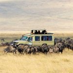 Safari Trip Ideas in Tanzania: Explore the Heart of Africa with Mali Kale Safaris Tanzania, often called the jewel of East Africa, is one of the most sought-after safari destinations in the world. Home to the legendary Serengeti, Mount Kilimanjaro, and the pristine beaches of Zanzibar, Tanzania offers an unparalleled blend of wildlife, culture, and adventure. Whether you are a first-time traveler or a seasoned safari enthusiast, Tanzania promises a safari experience like no other. At Mali Kale Safaris, we specialize in crafting personalized safari trips that ensure you explore Tanzania’s wonders in style, comfort, and adventure. Visit our website https://malikale.co.ke to plan your next unforgettable journey. 1. Serengeti National Park: Witness the Great Migration No safari in Tanzania is complete without visiting the Serengeti National Park. Renowned worldwide for the Great Migration, this UNESCO World Heritage site hosts over a million wildebeests, hundreds of thousands of zebras, and an array of predators in an epic seasonal spectacle. With Mali Kale Safaris, you can experience Serengeti through a range of options—from luxury tented camps to budget-friendly lodges. Our guided game drives maximize your chances of seeing lions, cheetahs, and elephants in their natural habitat. Early morning or sunset game drives provide stunning photography opportunities, while hot-air balloon safaris offer a bird’s-eye view of the endless plains. Safari Tip: For the best wildlife sightings, visit between June and October when the migration is in full swing. 2. Ngorongoro Crater: Africa’s Natural Wonder The Ngorongoro Conservation Area is home to the world-famous Ngorongoro Crater, a massive volcanic caldera teeming with wildlife. Imagine descending into this natural amphitheater to spot lions lounging under acacia trees, rhinos grazing peacefully, or hippos wallowing in crater lakes. At Mali Kale Safaris, we design tailored itineraries that combine Ngorongoro with nearby attractions like Lake Manyara, known for its tree-climbing lions and flamingo-filled shores. Our knowledgeable guides provide insights into local Maasai culture, making your safari experience both educational and memorable. Safari Tip: Spend at least two days in the Ngorongoro area to truly enjoy game drives and cultural interactions. 3. Tarangire National Park: Elephant Paradise If witnessing large herds of elephants in their natural habitat excites you, Tarangire National Park is a must-visit. Located in northern Tanzania, this park is famous for its majestic baobab trees and massive elephant populations. With Mali Kale Safaris, we offer guided tours during the dry season (June to October) when wildlife congregates around Tarangire River. Our safari packages include comfortable lodges nestled in the heart of the park, ensuring you wake up to the sounds of the African wilderness. Safari Tip: Night safaris are available in some areas near Tarangire—an unforgettable experience to see nocturnal predators in action. 4. Lake Manyara: Birdwatcher’s Paradise For those passionate about birdwatching, Lake Manyara National Park is a haven. With over 400 bird species, including pink flamingos, pelicans, and herons, Lake Manyara is perfect for nature enthusiasts. The park also hosts tree-climbing lions, baboons, and hippos. Mali Kale Safaris creates bespoke tours that combine Lake Manyara with Ngorongoro or the Serengeti for a complete northern Tanzania safari experience. Our expert guides ensure every safari is tailored to your interests, whether it’s photography, wildlife observation, or cultural immersion.