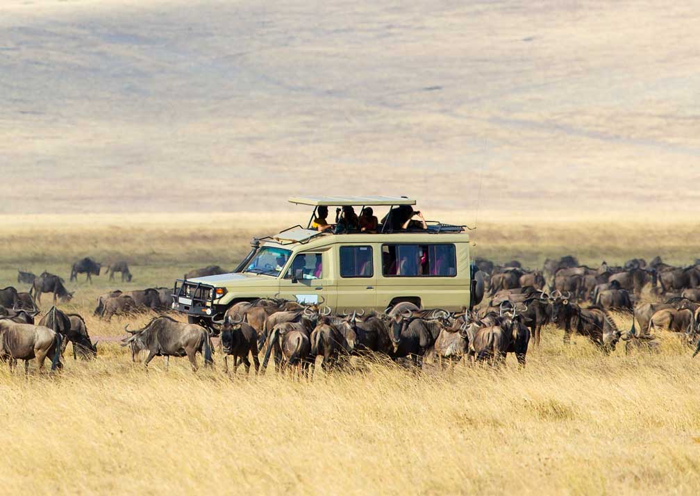 Safari Trip Ideas in Tanzania: Explore the Heart of Africa with Mali Kale Safaris Tanzania, often called the jewel of East Africa, is one of the most sought-after safari destinations in the world. Home to the legendary Serengeti, Mount Kilimanjaro, and the pristine beaches of Zanzibar, Tanzania offers an unparalleled blend of wildlife, culture, and adventure. Whether you are a first-time traveler or a seasoned safari enthusiast, Tanzania promises a safari experience like no other. At Mali Kale Safaris, we specialize in crafting personalized safari trips that ensure you explore Tanzania’s wonders in style, comfort, and adventure. Visit our website https://malikale.co.ke to plan your next unforgettable journey. 1. Serengeti National Park: Witness the Great Migration No safari in Tanzania is complete without visiting the Serengeti National Park. Renowned worldwide for the Great Migration, this UNESCO World Heritage site hosts over a million wildebeests, hundreds of thousands of zebras, and an array of predators in an epic seasonal spectacle. With Mali Kale Safaris, you can experience Serengeti through a range of options—from luxury tented camps to budget-friendly lodges. Our guided game drives maximize your chances of seeing lions, cheetahs, and elephants in their natural habitat. Early morning or sunset game drives provide stunning photography opportunities, while hot-air balloon safaris offer a bird’s-eye view of the endless plains. Safari Tip: For the best wildlife sightings, visit between June and October when the migration is in full swing. 2. Ngorongoro Crater: Africa’s Natural Wonder The Ngorongoro Conservation Area is home to the world-famous Ngorongoro Crater, a massive volcanic caldera teeming with wildlife. Imagine descending into this natural amphitheater to spot lions lounging under acacia trees, rhinos grazing peacefully, or hippos wallowing in crater lakes. At Mali Kale Safaris, we design tailored itineraries that combine Ngorongoro with nearby attractions like Lake Manyara, known for its tree-climbing lions and flamingo-filled shores. Our knowledgeable guides provide insights into local Maasai culture, making your safari experience both educational and memorable. Safari Tip: Spend at least two days in the Ngorongoro area to truly enjoy game drives and cultural interactions. 3. Tarangire National Park: Elephant Paradise If witnessing large herds of elephants in their natural habitat excites you, Tarangire National Park is a must-visit. Located in northern Tanzania, this park is famous for its majestic baobab trees and massive elephant populations. With Mali Kale Safaris, we offer guided tours during the dry season (June to October) when wildlife congregates around Tarangire River. Our safari packages include comfortable lodges nestled in the heart of the park, ensuring you wake up to the sounds of the African wilderness. Safari Tip: Night safaris are available in some areas near Tarangire—an unforgettable experience to see nocturnal predators in action. 4. Lake Manyara: Birdwatcher’s Paradise For those passionate about birdwatching, Lake Manyara National Park is a haven. With over 400 bird species, including pink flamingos, pelicans, and herons, Lake Manyara is perfect for nature enthusiasts. The park also hosts tree-climbing lions, baboons, and hippos. Mali Kale Safaris creates bespoke tours that combine Lake Manyara with Ngorongoro or the Serengeti for a complete northern Tanzania safari experience. Our expert guides ensure every safari is tailored to your interests, whether it’s photography, wildlife observation, or cultural immersion.