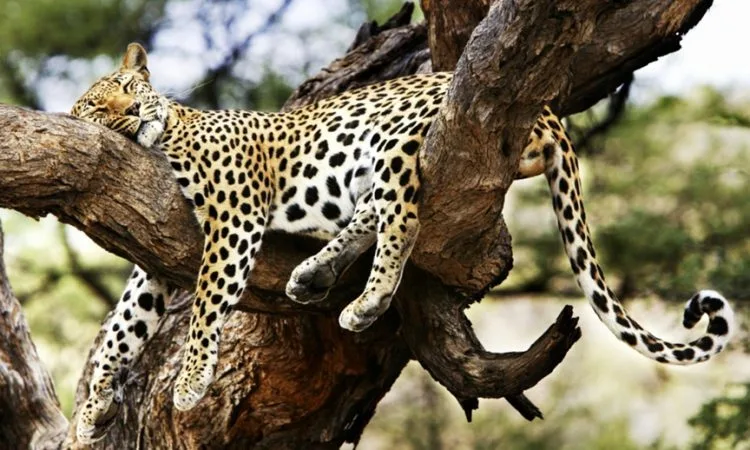 Tsavo, Kenya’s largest national park, offers stunning landscapes, red-elephant herds, and diverse wildlife in a rugged, untamed wilderness. Tsavo is one of Kenya’s premier safari destinations and the largest national park, split into Tsavo East and Tsavo West. Known for its striking red soil and iconic “red elephants” that bathe in the dust, Tsavo offers an unforgettable, raw wilderness experience. The vast, diverse terrain ranges from semi-arid plains to volcanic hills, rivers, waterfalls, and lush oases, creating habitats for abundant wildlife, including lions, leopards, cheetahs, rhinos, and giraffes. Tsavo East is celebrated for its wide open spaces and spectacular sightings of large elephant herds against the dramatic landscapes. Visitors often explore the Yatta Plateau, one of the world's longest lava flows, and Lugard Falls, a stunning cascade along the Galana River. Tsavo West, on the other hand, is renowned for Mzima Springs, where crystal-clear waters support hippos and crocodiles in an idyllic setting. The park also boasts Ngulia Rhino Sanctuary, a vital refuge for endangered black rhinos, and offers incredible vistas of Mount Kilimanjaro on clear days. For those seeking both adventure and solitude, Tsavo provides an immersive safari experience in an untamed, beautiful wilderness. From game drives and nature walks to bird watching and guided tours of cultural sites, Tsavo is a place of awe-inspiring landscapes, rare wildlife encounters, and unforgettable moments in Kenya’s great outdoors.