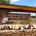 Tsavo, Kenya’s largest national park, offers stunning landscapes, red-elephant herds, and diverse wildlife in a rugged, untamed wilderness. Tsavo is one of Kenya’s premier safari destinations and the largest national park, split into Tsavo East and Tsavo West. Known for its striking red soil and iconic “red elephants” that bathe in the dust, Tsavo offers an unforgettable, raw wilderness experience. The vast, diverse terrain ranges from semi-arid plains to volcanic hills, rivers, waterfalls, and lush oases, creating habitats for abundant wildlife, including lions, leopards, cheetahs, rhinos, and giraffes. Tsavo East is celebrated for its wide open spaces and spectacular sightings of large elephant herds against the dramatic landscapes. Visitors often explore the Yatta Plateau, one of the world's longest lava flows, and Lugard Falls, a stunning cascade along the Galana River. Tsavo West, on the other hand, is renowned for Mzima Springs, where crystal-clear waters support hippos and crocodiles in an idyllic setting. The park also boasts Ngulia Rhino Sanctuary, a vital refuge for endangered black rhinos, and offers incredible vistas of Mount Kilimanjaro on clear days. For those seeking both adventure and solitude, Tsavo provides an immersive safari experience in an untamed, beautiful wilderness. From game drives and nature walks to bird watching and guided tours of cultural sites, Tsavo is a place of awe-inspiring landscapes, rare wildlife encounters, and unforgettable moments in Kenya’s great outdoors.