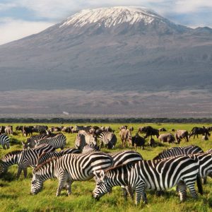 8 Days Maasai Mara National Reserve – Lake Naivasha – Sweetwater’s – Amboseli national Park