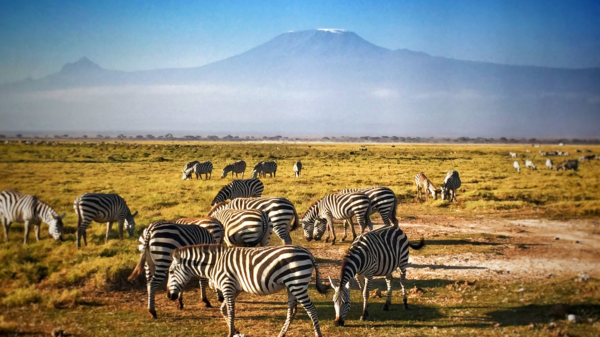 Amboseli National Park, set against the backdrop of Mount Kilimanjaro, offers iconic views and close encounters with large elephant herds, along with abundant wildlife and unique landscapes. Perfect for photographers and nature lovers! Amboseli National Park, nestled at the base of Africa’s tallest peak, Mount Kilimanjaro, is famous for its breathtaking landscapes and iconic elephant herds. This unique park offers some of the best wildlife viewing in Kenya, where elephants, lions, cheetahs, and giraffes roam freely across open plains, wetlands, and acacia woodlands. Known as the "Land of Giants," Amboseli provides spectacular photo opportunities with Kilimanjaro as a majestic backdrop. Ideal for wildlife enthusiasts and photographers, Amboseli delivers an unforgettable safari experience in one of Kenya's most scenic and cherished national parks. 