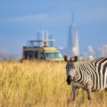 Nairobi National Park, the world’s only wildlife park within a capital city, offers iconic safari experiences with Kenya’s diverse wildlife against Nairobi’s skyline. Nairobi National Park is a unique gem—a vast, wild expanse located just minutes from Kenya’s bustling capital city, making it the world’s only national park bordering an urban center. Covering 117 square kilometers, the park offers a striking contrast as Kenya’s diverse wildlife roams freely against the backdrop of Nairobi’s city skyline. Visitors can witness iconic animals such as lions, giraffes, zebras, rhinos, and buffalo in their natural habitats, along with over 400 bird species that call the park home. One of Nairobi National Park's highlights is its black rhino sanctuary, a safe haven for one of the world’s most endangered species. The park’s diverse ecosystems—ranging from open savannah to acacia-dotted plains, wetlands, and riverine forests—provide unique opportunities for nature enthusiasts and photographers alike. It’s common to spot majestic big cats on the hunt or herds of herbivores grazing in the open, with Nairobi’s skyline forming a surreal and unforgettable backdrop. The park also offers visitors a range of experiences, from classic game drives and picnic sites to walking trails at the hippo pools and guided tours that dive into the area’s rich ecology. Nairobi National Park stands as a symbol of Kenya’s dedication to conservation, allowing wildlife to thrive at the edge of urban life. Perfect for both quick visits and in-depth explorations, the park is a must-see destination for anyone looking to experience Kenya’s remarkable wildlife without leaving the city.