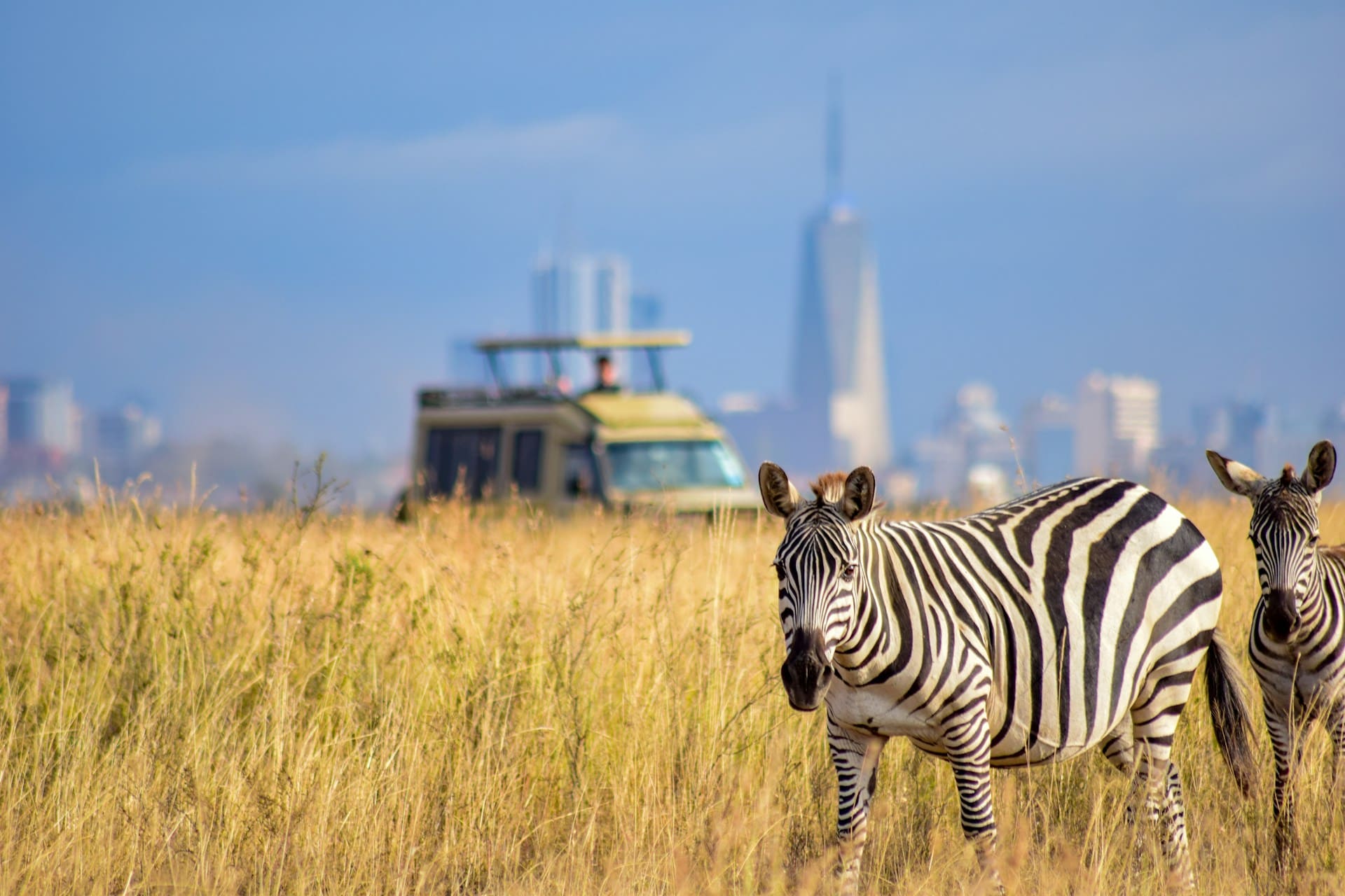 Nairobi National Park, the world’s only wildlife park within a capital city, offers iconic safari experiences with Kenya’s diverse wildlife against Nairobi’s skyline. Nairobi National Park is a unique gem—a vast, wild expanse located just minutes from Kenya’s bustling capital city, making it the world’s only national park bordering an urban center. Covering 117 square kilometers, the park offers a striking contrast as Kenya’s diverse wildlife roams freely against the backdrop of Nairobi’s city skyline. Visitors can witness iconic animals such as lions, giraffes, zebras, rhinos, and buffalo in their natural habitats, along with over 400 bird species that call the park home. One of Nairobi National Park's highlights is its black rhino sanctuary, a safe haven for one of the world’s most endangered species. The park’s diverse ecosystems—ranging from open savannah to acacia-dotted plains, wetlands, and riverine forests—provide unique opportunities for nature enthusiasts and photographers alike. It’s common to spot majestic big cats on the hunt or herds of herbivores grazing in the open, with Nairobi’s skyline forming a surreal and unforgettable backdrop. The park also offers visitors a range of experiences, from classic game drives and picnic sites to walking trails at the hippo pools and guided tours that dive into the area’s rich ecology. Nairobi National Park stands as a symbol of Kenya’s dedication to conservation, allowing wildlife to thrive at the edge of urban life. Perfect for both quick visits and in-depth explorations, the park is a must-see destination for anyone looking to experience Kenya’s remarkable wildlife without leaving the city.