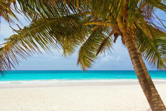 beach-landscape-sea-coast-tree-water-1138100-pxhere.com_-scaled-1.webp