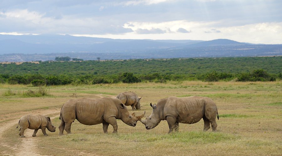 Solio Ranch, a private sanctuary in Kenya, is celebrated for its thriving rhino population and offers intimate safari experiences amidst stunning landscapes. Solio Ranch, nestled between the foothills of Mount Kenya and the Aberdare Mountains, is a world-renowned private wildlife sanctuary dedicated to rhino conservation. Spanning around 68 square kilometers, Solio is a haven for both black and white rhinos, boasting one of Kenya’s most successful rhino breeding programs. This secluded sanctuary also supports a diverse range of wildlife, including lions, leopards, buffalos, zebras, and a variety of antelope species, making it an exceptional destination for safari enthusiasts. Known for its exclusive and uncrowded wildlife viewing experiences, Solio Ranch offers visitors a peaceful escape into Kenya’s natural beauty. The open plains, acacia forests, and serene waterholes provide the perfect backdrop for intimate encounters with rhinos and other iconic African animals. The ranch’s unique commitment to conservation and its role in repopulating rhinos across Kenya and beyond have earned it a distinguished reputation in wildlife protection. In addition to game drives, visitors to Solio can enjoy scenic walks, birdwatching, and photography opportunities in a pristine environment. With its emphasis on conservation, limited tourism, and immersive safari experiences, Solio Ranch is a remarkable destination for those looking to experience Kenya’s wildlife in a quiet, conservation-focused setting.