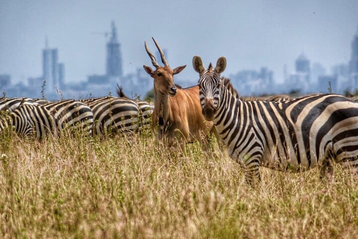Nairobi National Park, the world’s only wildlife park within a capital city, offers iconic safari experiences with Kenya’s diverse wildlife against Nairobi’s skyline. Nairobi National Park is a unique gem—a vast, wild expanse located just minutes from Kenya’s bustling capital city, making it the world’s only national park bordering an urban center. Covering 117 square kilometers, the park offers a striking contrast as Kenya’s diverse wildlife roams freely against the backdrop of Nairobi’s city skyline. Visitors can witness iconic animals such as lions, giraffes, zebras, rhinos, and buffalo in their natural habitats, along with over 400 bird species that call the park home. One of Nairobi National Park's highlights is its black rhino sanctuary, a safe haven for one of the world’s most endangered species. The park’s diverse ecosystems—ranging from open savannah to acacia-dotted plains, wetlands, and riverine forests—provide unique opportunities for nature enthusiasts and photographers alike. It’s common to spot majestic big cats on the hunt or herds of herbivores grazing in the open, with Nairobi’s skyline forming a surreal and unforgettable backdrop. The park also offers visitors a range of experiences, from classic game drives and picnic sites to walking trails at the hippo pools and guided tours that dive into the area’s rich ecology. Nairobi National Park stands as a symbol of Kenya’s dedication to conservation, allowing wildlife to thrive at the edge of urban life. Perfect for both quick visits and in-depth explorations, the park is a must-see destination for anyone looking to experience Kenya’s remarkable wildlife without leaving the city.