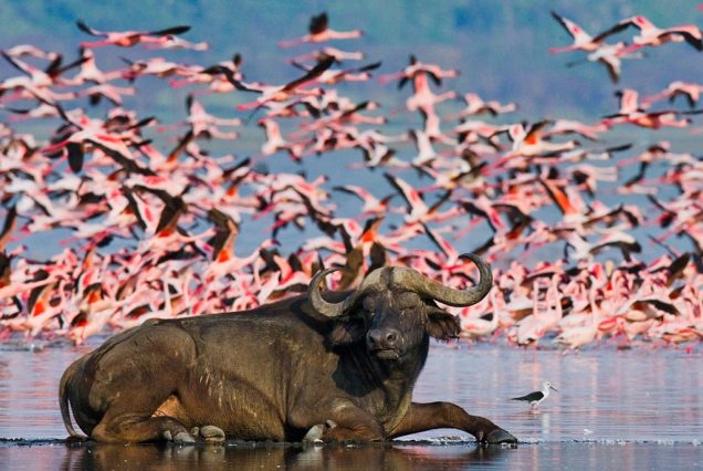 featured-Lake-Nakuru-NP_F.jpg