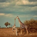 What American Travelers Should Know When Coming to Tour Kenya Kenya is one of the most breathtaking safari destinations in Africa — a land of endless savannas, majestic wildlife, pristine beaches, and warm, welcoming people. From the rolling plains of the Masai Mara to the turquoise waters of the Indian Ocean coast, Kenya offers experiences that every American traveler should have at least once in a lifetime.