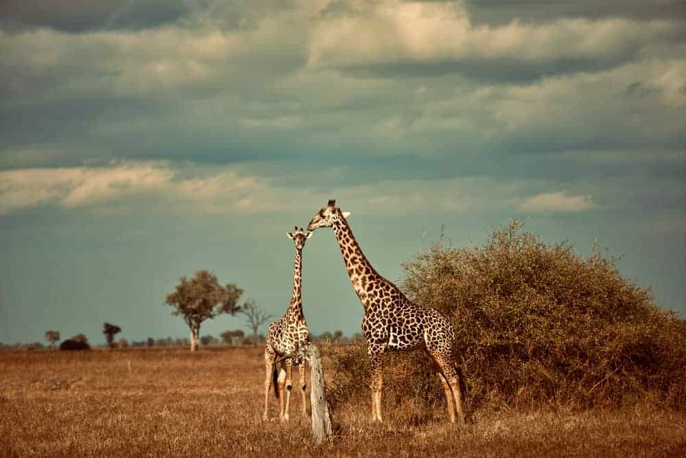 What American Travelers Should Know When Coming to Tour Kenya Kenya is one of the most breathtaking safari destinations in Africa — a land of endless savannas, majestic wildlife, pristine beaches, and warm, welcoming people. From the rolling plains of the Masai Mara to the turquoise waters of the Indian Ocean coast, Kenya offers experiences that every American traveler should have at least once in a lifetime.