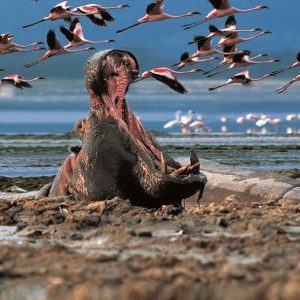 4 Days Masai Mara National Reserve-Lake Nakuru National Park tour