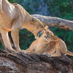 Safari Trip Ideas for Kenya – Explore the Wild with Mali Kale Safaris Kenya is often described as the home of the African safari, and rightly so. From the golden savannahs of the Maasai Mara to the scenic landscapes of Amboseli, Kenya offers some of the most diverse and breathtaking wildlife experiences on the continent. Whether you’re dreaming of seeing the Big Five, witnessing the Great Wildebeest Migration, or relaxing on pristine coastal beaches after a safari, Kenya has it all. At Mali Kale Safaris (https://malikale.co.ke ), we specialize in creating personalized safari itineraries that immerse you in Kenya’s beauty, culture, and adventure. Here are some of the best safari trip ideas in Kenya to inspire your next unforgettable journey.
