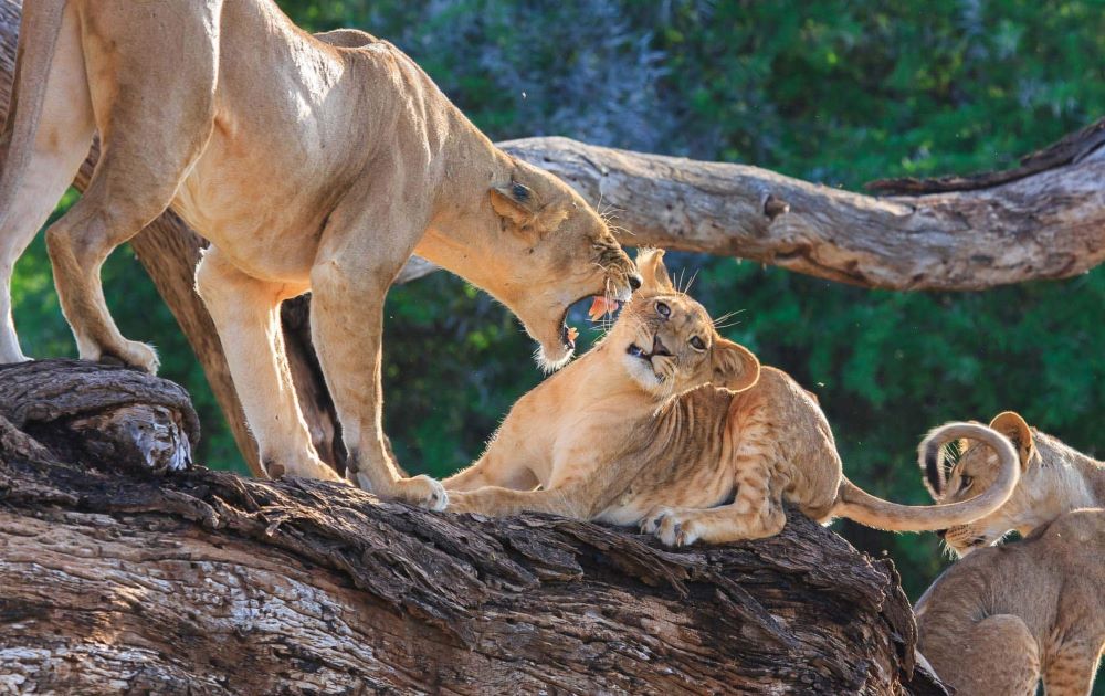 Safari Trip Ideas for Kenya – Explore the Wild with Mali Kale Safaris Kenya is often described as the home of the African safari, and rightly so. From the golden savannahs of the Maasai Mara to the scenic landscapes of Amboseli, Kenya offers some of the most diverse and breathtaking wildlife experiences on the continent. Whether you’re dreaming of seeing the Big Five, witnessing the Great Wildebeest Migration, or relaxing on pristine coastal beaches after a safari, Kenya has it all. At Mali Kale Safaris (https://malikale.co.ke ), we specialize in creating personalized safari itineraries that immerse you in Kenya’s beauty, culture, and adventure. Here are some of the best safari trip ideas in Kenya to inspire your next unforgettable journey.