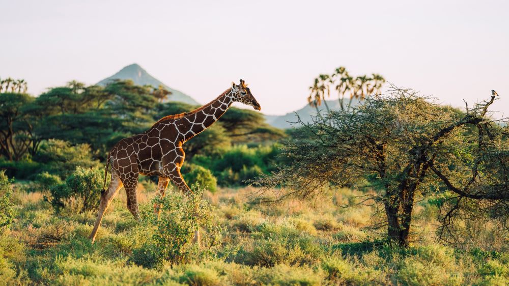 Safari Trip Ideas for Kenya – Explore the Wild with Mali Kale Safaris Kenya is often described as the home of the African safari, and rightly so. From the golden savannahs of the Maasai Mara to the scenic landscapes of Amboseli, Kenya offers some of the most diverse and breathtaking wildlife experiences on the continent. Whether you’re dreaming of seeing the Big Five, witnessing the Great Wildebeest Migration, or relaxing on pristine coastal beaches after a safari, Kenya has it all. At Mali Kale Safaris (https://malikale.co.ke ), we specialize in creating personalized safari itineraries that immerse you in Kenya’s beauty, culture, and adventure. Here are some of the best safari trip ideas in Kenya to inspire your next unforgettable journey.