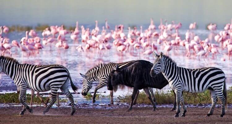 Lake Nakuru National Park, famous for its flocks of pink flamingos, offers breathtaking views, diverse wildlife, and scenic landscapes around the iconic soda lake. Lake Nakuru National Park, set around the world-renowned Lake Nakuru, is one of Kenya's premier safari destinations. Known for the mesmerizing sight of thousands of pink flamingos lining the lake’s shores, this park offers an unforgettable experience with its rich biodiversity and scenic beauty. Covering around 188 square kilometers, the park is a sanctuary for a variety of wildlife, including endangered black and white rhinos, lions, leopards, and herds of buffalo and zebra. Lake Nakuru itself is a shallow soda lake that supports a vibrant ecosystem of fish, algae, and birdlife, making it a paradise for birdwatchers with over 450 recorded species. The park’s landscapes are equally stunning, featuring acacia woodlands, bushy grasslands, and rocky cliffs that offer panoramic views of the lake and its surroundings. Highlights include the striking Baboon Cliff lookout point and Makalia Falls, which provide scenic spots for visitors to unwind and appreciate the beauty of the park. Beyond its natural beauty, Lake Nakuru National Park plays a crucial role in conservation. It is part of the Rhino Ark project and hosts dedicated rhino sanctuaries, which protect these majestic animals from poaching. Additionally, the park’s efforts to preserve habitats for endangered species make it a shining example of Kenya’s commitment to wildlife conservation. Whether you're captivated by flamingo-lined shores, the chance to spot rare animals, or simply the serene landscapes, Lake Nakuru National Park offers an immersive journey into the heart of Kenya’s natural wonders.