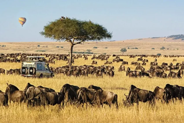 The Maasai Mara, Kenya’s premier safari destination, offers iconic wildlife encounters, the Great Migration, and breathtaking landscapes within the heart of Maasai culture.