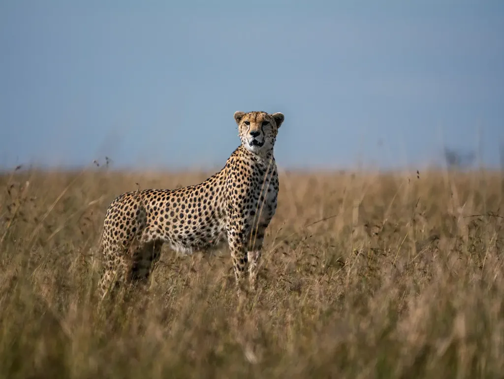 Safari Trip Ideas for Kenya – Explore the Wild with Mali Kale Safaris Kenya is often described as the home of the African safari, and rightly so. From the golden savannahs of the Maasai Mara to the scenic landscapes of Amboseli, Kenya offers some of the most diverse and breathtaking wildlife experiences on the continent. Whether you’re dreaming of seeing the Big Five, witnessing the Great Wildebeest Migration, or relaxing on pristine coastal beaches after a safari, Kenya has it all. At Mali Kale Safaris (https://malikale.co.ke ), we specialize in creating personalized safari itineraries that immerse you in Kenya’s beauty, culture, and adventure. Here are some of the best safari trip ideas in Kenya to inspire your next unforgettable journey.