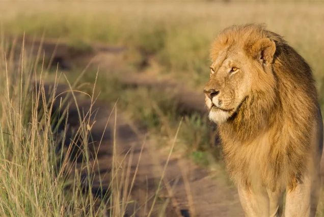 maasai-mara-lion-king.webp