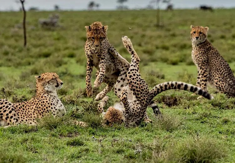 Experience the Ultimate Safari Adventure with Mali Kale Safaris Kenya stands as one of Africa’s most iconic safari destinations — a land of golden savannahs, dramatic landscapes, and incredible wildlife. Among the most thrilling experiences for visitors is witnessing Africa’s Big Cats — lions, leopards, and cheetahs — in their natural habitats. These majestic predators are the true rulers of the savannah, embodying both grace and power. If you dream of seeing lions lounging under acacia trees, cheetahs sprinting across open plains, or leopards draped lazily over fig tree branches, Mali Kale Safaris will make that dream a reality. As a leading safari agency in Kenya, we specialize in crafting personalized safari experiences that bring you face-to-face with Africa’s most captivating wildlife. 🦁 Why Kenya is the Ultimate Destination for Big Cat Safaris Kenya is home to some of the largest and most diverse populations of Big Cats in Africa. The country’s network of national parks and conservancies provides perfect habitats for these predators to thrive. Whether you’re exploring the vast plains of the Maasai Mara, the rugged hills of Samburu, or the rolling savannahs of Tsavo, Kenya offers unmatched opportunities for up-close encounters with lions, cheetahs, and leopards. Kenya’s conservation success stories and thriving ecosystems make it an ideal destination for responsible wildlife tourism. When you travel with Mali Kale Safaris, you not only experience unforgettable moments but also contribute to sustainable tourism and wildlife protection. 🌍 Top Destinations in Kenya to See the Big Cats 1. Maasai Mara National Reserve – The Big Cat Capital of Africa When it comes to Big Cat sightings, Maasai Mara National Reserve tops the list. Known globally as one of the best wildlife destinations on Earth, the Mara is home to the densest population of lions in Kenya. It’s also one of the best places to see leopards and cheetahs in action. The open plains provide the perfect stage for these predators, and the annual Great Wildebeest Migration (from July to October) adds to the drama. Lions and cheetahs follow the massive herds, offering some of the most intense predator-prey encounters in the world. Highlights of Maasai Mara Big Cat Safari with Mali Kale Safaris: Daily game drives in open 4x4 safari vehicles. Opportunities to photograph lions, cheetahs, and leopards up close. Expert local guides who know the Big Cat territories intimately. Optional hot air balloon safaris for breathtaking aerial views. With Mali Kale Safaris, you can enjoy tailor-made packages that include luxury lodges, budget camps, or private mobile safaris in the heart of the Mara. 2. Samburu National Reserve – Home of the Leopard and the Cheetah Located in northern Kenya, Samburu National Reserve offers a rugged and less-crowded safari experience. The landscape — dominated by rocky hills, acacia woodlands, and the Ewaso Nyiro River — provides a unique habitat for Big Cats. Samburu is particularly famous for its leopard sightings, especially along the riverbanks where they often hunt at dawn and dusk. The reserve also has resident cheetahs that roam the open grasslands, making it a perfect destination for photography enthusiasts. In addition to Big Cats, Samburu is home to the rare Samburu Special Five — the reticulated giraffe, Somali ostrich, Grevy’s zebra, Beisa oryx, and gerenuk. Why Visit Samburu with Mali Kale Safaris: Personalized safari itineraries with local Samburu guides. Exclusive lodges with stunning river views. Cultural interactions with the Samburu community. 3. Tsavo National Parks – The Kingdom of the Lions Divided into Tsavo East and Tsavo West, this vast wilderness covers over 20,000 square kilometers — one of the largest protected areas in Africa. Tsavo is legendary for its lions, particularly the maneless “Lions of Tsavo”, known for their unique appearance and fascinating history. Tsavo East is a great spot for open savannah game drives, where you can witness lions, cheetahs, and leopards stalking their prey among red-dust landscapes. Tsavo West, on the other hand, offers dramatic volcanic scenery, lush springs, and excellent chances to spot leopards near rocky outcrops. Mali Kale Safaris organizes unforgettable Tsavo Big Cat Safaris that combine game drives, nature walks, and visits to scenic spots such as Mzima Springs and the Shetani Lava Flow. 4. Amboseli National Park – Lions Beneath Mount Kilimanjaro If you’ve ever dreamed of photographing lions with the snow-capped Mount Kilimanjaro as a backdrop, Amboseli National Park is your destination. Amboseli is famous for its herds of elephants, but it’s also home to resident lions and occasional cheetah sightings. The open plains and wetlands attract numerous prey species, making it a perfect hunting ground for Big Cats. Highlights with Mali Kale Safaris: Morning and evening game drives under the shadow of Kilimanjaro. Guided photography safaris focusing on lions and elephants. Comfortable lodges with panoramic views of Africa’s highest mountain. 5. Laikipia Conservancies – A Haven for Conservation and Big Cats The Laikipia Plateau, north of Mount Kenya, is a mosaic of private conservancies and community lands that have become strongholds for Kenya’s Big Cats. Reserves like Ol Pejeta, Lewa, and Ol Jogi are pioneers in sustainable conservation, blending luxury tourism with wildlife protection. Here, you can spot leopards resting in trees, lions patrolling at night, and cheetahs roaming freely in open grasslands. The absence of large crowds makes Laikipia an intimate safari destination ideal for honeymooners or luxury travelers. What Makes Laikipia Special with Mali Kale Safaris: Exclusive stays in private conservancies with few visitors. Opportunities to track lions with conservation rangers. A chance to see both Big Cats and endangered species like rhinos and wild dogs. 6. Nakuru & Naivasha – The Perfect Safari Extension Lake Nakuru National Park, located in the Great Rift Valley, is often called the “Leopard Park” because of its high density of leopards. Lions can also be spotted lounging on rocky ridges, while the park’s scenic lakes and flamingos make it one of the most photogenic destinations in Kenya. Nearby, Lake Naivasha offers relaxing boat rides surrounded by hippos, with nearby reserves like Hell’s Gate providing a more adventurous touch. These destinations make perfect additions to a Big Cat Safari itinerary with Mali Kale Safaris, allowing travelers to enjoy both predator action and scenic beauty. 🐾 Why Choose Mali Kale Safaris for Your Big Cat Safari in Kenya At Mali Kale Safaris, we go beyond just showing you animals — we create meaningful safari experiences that connect you with nature, culture, and conservation. Our team of expert guides and travel planners are passionate about delivering personalized safari adventures across Kenya and East Africa. Here’s what sets us apart: ✅ Customized Safari Packages – Tailored to your interests, budget, and schedule. ✅ Expert Safari Guides – Knowledgeable and licensed professionals with years of experience in Big Cat tracking. ✅ Sustainable Tourism – We partner with eco-friendly lodges and support local conservation efforts. ✅ Comfort and Safety – From 4x4 safari vehicles to luxury tented camps, your comfort is our top priority. ✅ Comprehensive Services – Airport transfers, accommodation, park entry fees, and all logistics included. Whether you’re a wildlife photographer, adventure lover, or first-time safari traveler, Mali Kale Safaris promises you the Big Cat experience of a lifetime. 🧭 Plan Your Big Cat Safari Today! If watching lions hunt, cheetahs sprint, or leopards glide through the trees has always been on your bucket list, Kenya is the place to be — and Mali Kale Safaris is the company to take you there. Book your next adventure through our website: https://malikale.co.ke Or contact our team to customize your dream safari across Kenya’s Big Cat destinations.