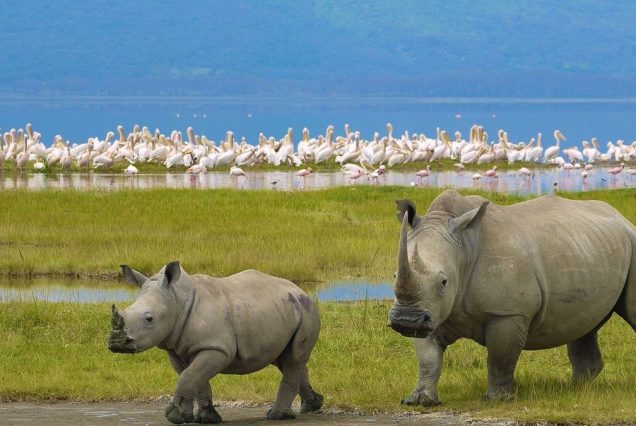nakuru-national-park.jpg