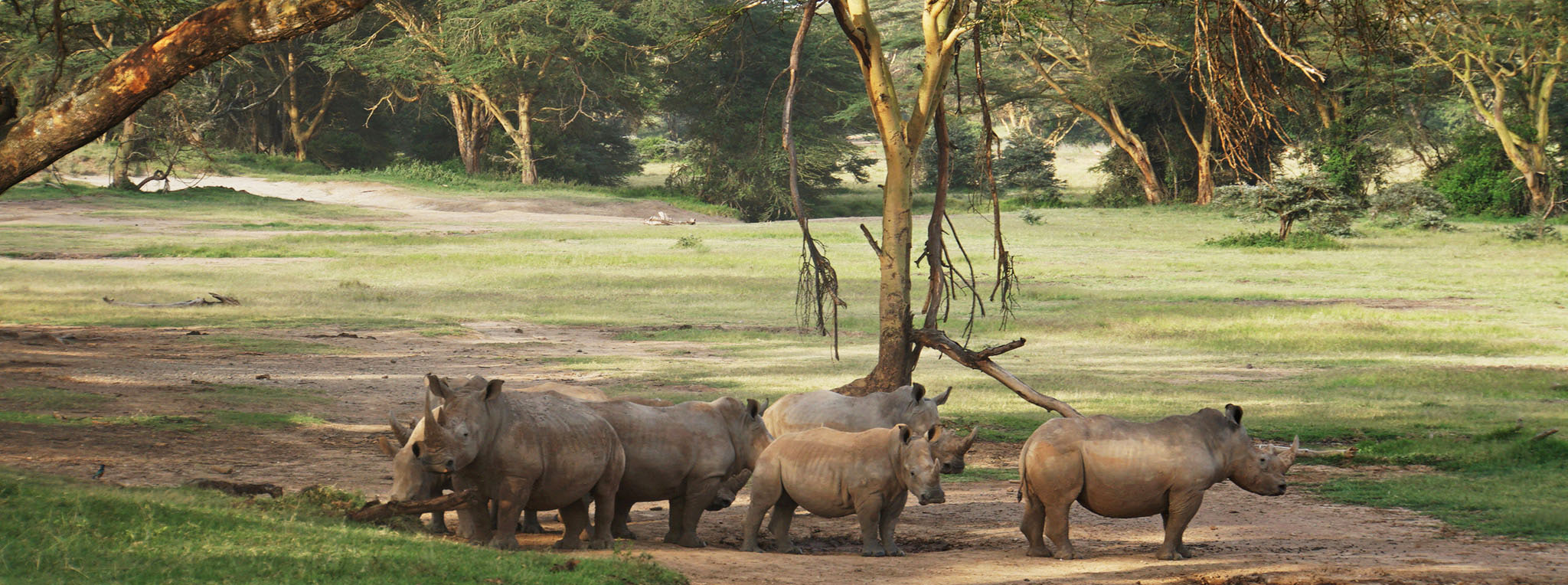Solio Ranch, a private sanctuary in Kenya, is celebrated for its thriving rhino population and offers intimate safari experiences amidst stunning landscapes. Solio Ranch, nestled between the foothills of Mount Kenya and the Aberdare Mountains, is a world-renowned private wildlife sanctuary dedicated to rhino conservation. Spanning around 68 square kilometers, Solio is a haven for both black and white rhinos, boasting one of Kenya’s most successful rhino breeding programs. This secluded sanctuary also supports a diverse range of wildlife, including lions, leopards, buffalos, zebras, and a variety of antelope species, making it an exceptional destination for safari enthusiasts. Known for its exclusive and uncrowded wildlife viewing experiences, Solio Ranch offers visitors a peaceful escape into Kenya’s natural beauty. The open plains, acacia forests, and serene waterholes provide the perfect backdrop for intimate encounters with rhinos and other iconic African animals. The ranch’s unique commitment to conservation and its role in repopulating rhinos across Kenya and beyond have earned it a distinguished reputation in wildlife protection. In addition to game drives, visitors to Solio can enjoy scenic walks, birdwatching, and photography opportunities in a pristine environment. With its emphasis on conservation, limited tourism, and immersive safari experiences, Solio Ranch is a remarkable destination for those looking to experience Kenya’s wildlife in a quiet, conservation-focused setting.