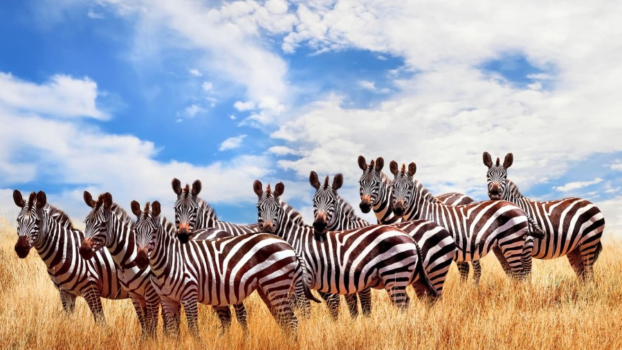 Why Travellers Must Visit the Masai Mara in Kenya

When you think of Africa, images of golden savannahs, majestic lions, and breathtaking sunsets immediately come to mind. Nowhere else embodies this image more vividly than the Masai Mara National Reserve in Kenya. This world-famous wildlife destination is not just another safari spot—it’s a once-in-a-lifetime experience that immerses visitors in the heart of nature’s grandest spectacle.