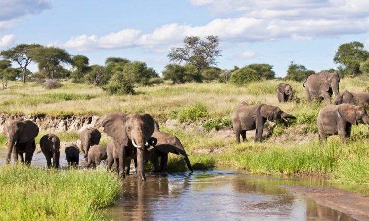 Safari Trip Ideas in Tanzania: Explore the Heart of Africa with Mali Kale Safaris

Tanzania, often called the jewel of East Africa, is one of the most sought-after safari destinations in the world. Home to the legendary Serengeti, Mount Kilimanjaro, and the pristine beaches of Zanzibar, Tanzania offers an unparalleled blend of wildlife, culture, and adventure. Whether you are a first-time traveler or a seasoned safari enthusiast, Tanzania promises a safari experience like no other. At Mali Kale Safaris, we specialize in crafting personalized safari trips that ensure you explore Tanzania’s wonders in style, comfort, and adventure. Visit our website https://malikale.co.ke
 to plan your next unforgettable journey.

1. Serengeti National Park: Witness the Great Migration

No safari in Tanzania is complete without visiting the Serengeti National Park. Renowned worldwide for the Great Migration, this UNESCO World Heritage site hosts over a million wildebeests, hundreds of thousands of zebras, and an array of predators in an epic seasonal spectacle.

With Mali Kale Safaris, you can experience Serengeti through a range of options—from luxury tented camps to budget-friendly lodges. Our guided game drives maximize your chances of seeing lions, cheetahs, and elephants in their natural habitat. Early morning or sunset game drives provide stunning photography opportunities, while hot-air balloon safaris offer a bird’s-eye view of the endless plains.

Safari Tip: For the best wildlife sightings, visit between June and October when the migration is in full swing.

2. Ngorongoro Crater: Africa’s Natural Wonder

The Ngorongoro Conservation Area is home to the world-famous Ngorongoro Crater, a massive volcanic caldera teeming with wildlife. Imagine descending into this natural amphitheater to spot lions lounging under acacia trees, rhinos grazing peacefully, or hippos wallowing in crater lakes.

At Mali Kale Safaris, we design tailored itineraries that combine Ngorongoro with nearby attractions like Lake Manyara, known for its tree-climbing lions and flamingo-filled shores. Our knowledgeable guides provide insights into local Maasai culture, making your safari experience both educational and memorable.

Safari Tip: Spend at least two days in the Ngorongoro area to truly enjoy game drives and cultural interactions.

3. Tarangire National Park: Elephant Paradise

If witnessing large herds of elephants in their natural habitat excites you, Tarangire National Park is a must-visit. Located in northern Tanzania, this park is famous for its majestic baobab trees and massive elephant populations.

With Mali Kale Safaris, we offer guided tours during the dry season (June to October) when wildlife congregates around Tarangire River. Our safari packages include comfortable lodges nestled in the heart of the park, ensuring you wake up to the sounds of the African wilderness.

Safari Tip: Night safaris are available in some areas near Tarangire—an unforgettable experience to see nocturnal predators in action.

4. Lake Manyara: Birdwatcher’s Paradise

For those passionate about birdwatching, Lake Manyara National Park is a haven. With over 400 bird species, including pink flamingos, pelicans, and herons, Lake Manyara is perfect for nature enthusiasts. The park also hosts tree-climbing lions, baboons, and hippos.

Mali Kale Safaris creates bespoke tours that combine Lake Manyara with Ngorongoro or the Serengeti for a complete northern Tanzania safari experience. Our expert guides ensure every safari is tailored to your interests, whether it’s photography, wildlife observation, or cultural immersion.
