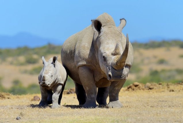 3 Days Ol Pejeta Conservancy and Sweetwater’s Sanctuary tour