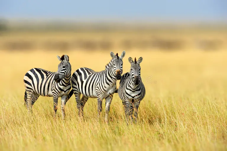 What American Travelers Should Know When Coming to Tour Kenya

Kenya is one of the most breathtaking safari destinations in Africa — a land of endless savannas, majestic wildlife, pristine beaches, and warm, welcoming people. From the rolling plains of the Masai Mara to the turquoise waters of the Indian Ocean coast, Kenya offers experiences that every American traveler should have at least once in a lifetime.
